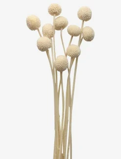 Cooee Design Dried Flowers Golden Ball Red - Torkade blommor| Torkade Blommor