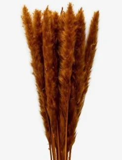 Cooee Design Dried Flowers Pampas - Torkade blommor| Torkade Blommor