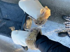 KongWalther Østerbro gloves - Barnvagnstillbehör|Barn Barnvagnar & Tillbehör